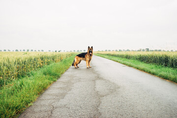 A young German Shepherd dog in a field in summer