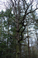 A tree with a lot of branches and leaves is in a forest