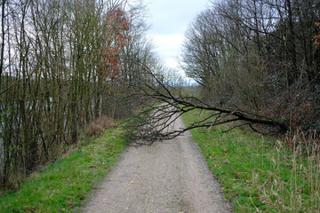 a fallen tree blocks a forest path