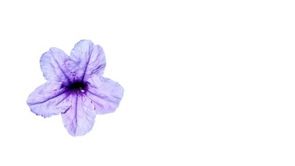 Elegant and bright Purple Kencana Flower (Ruellia simplex), isolated for design