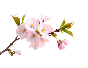 Branches of pink cherry blossoms bloom beautifully, symbolizing spring, natural beauty and tranquility.