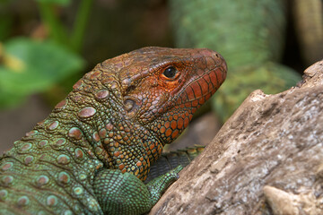 the elusive Dracaena lizard, perfectly adapted to its Amazonian world. Part reptile, part river spirit. Pacaya Samiria Peru.