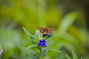 Small butterfly resting on a vibrant purple flower in a natural green environment. Close-up shot capturing the intricate wing pattern and delicate beauty of nature.