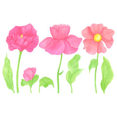 Hand drawn watercolor set of wildflowers and leaves. Flower of the field isolated on white background. Can be used for postcard, label, scrapbook and other printed products.