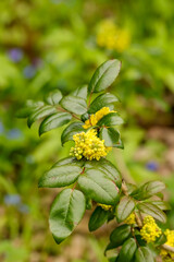 Lovely mahonia in the garden. It has bright yellow flowers in May. Mahonia or the Oregon grape or holly-leaved barberry is an evergreen shrub. 