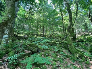 Vosges