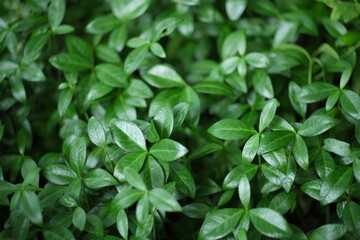 Green leaves as a background.