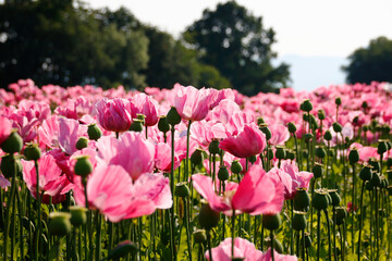 pinke Mohnbl&uuml;ten 