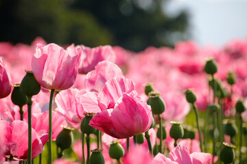 pinke Mohnbl&uuml;ten 