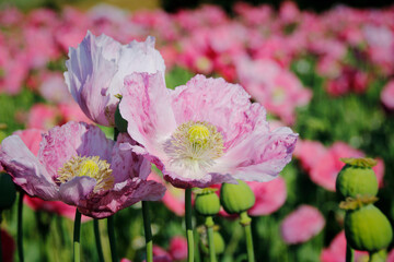 pinke Mohnblüten 