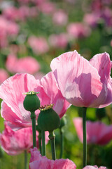 pinke Mohnbl&uuml;ten 
