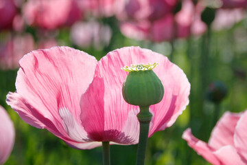 pinke Mohnbl&uuml;ten 