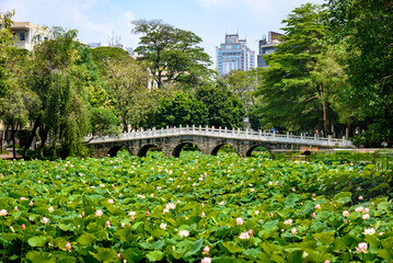 In summer, lotus flowers are in full bloom in the lotus pond of Caotang Park, Dongguan, China.









