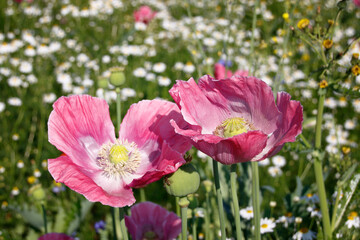 pinke Mohnbl&uuml;ten 