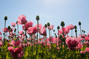 pinke Mohnbl&uuml;ten 