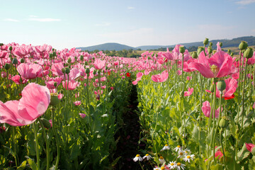 pinke Mohnbl&uuml;ten 