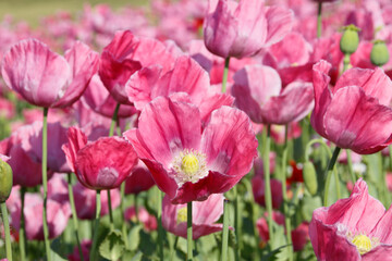 pinke Mohnbl&uuml;ten 