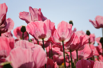 pinke Mohnbl&uuml;ten 
