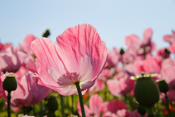 pinke Mohnbl&uuml;ten 
