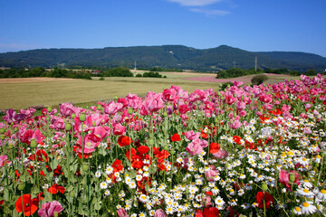 pinke Mohnbl&uuml;ten 