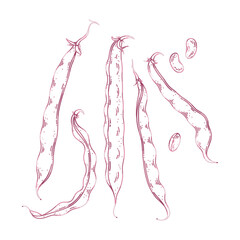 Vector illustration of cranberry beans with pods and seeds in botanical style