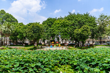 In summer, lotus flowers are in full bloom in the lotus pond of Caotang Park, Dongguan, China.




