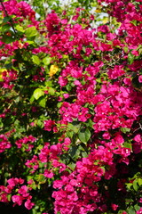 Vibrant Pink Bougainvillea Flowers in Full Bloom on Sunny Day, Lush Tropical Garden Plant, Colorful Floral Background for Nature, Travel, or Botanical Concepts. Mideterranean travel