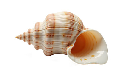 Large ridged conch shell isolated on transparent background for beach decor mockup
