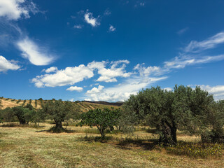 Blue Sky Over The Olive Trees In The Countryside 