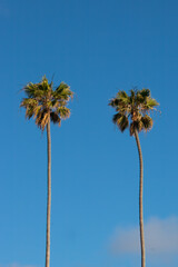 Obraz premium Two tall thin California Palm Trees shown against a clear dark blue sky isolated and no other features