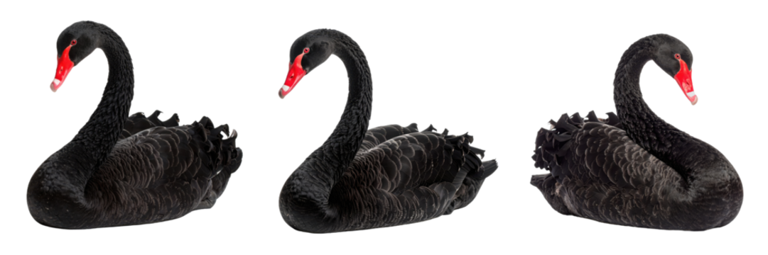 Black swan with curved neck and red beak isolated transparency background, showing detailed feathers and elegant posture three