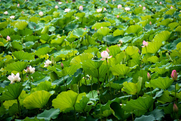 Lotus flowers are in full bloom in the lotus pond in summer.

