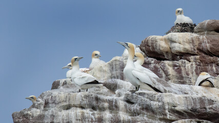 Gannets Colony Alderney Channel Islands Close up of the birds as they  perch on edge of cliff at the colony on Ortac whilst others nesting shows blue eye beak yellow head