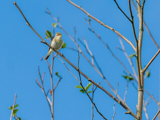Willow warbler among early spring leaves