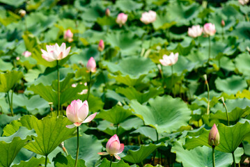 Lotus flowers are in full bloom in the lotus pond in summer.

