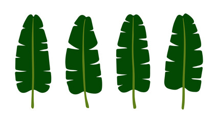Summer tropical green banana leaf illustration set. Perfect for plant illustrations, nature themed projects, and designs with a tropical feel.