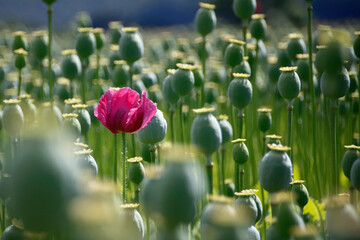 rosa bl&uuml;hende Mohnblumen
