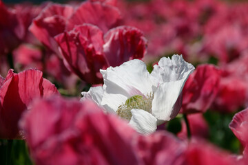 rosa bl&uuml;hende Mohnblumen
