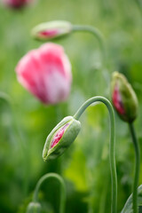 rosa bl&uuml;hende Mohnblumen