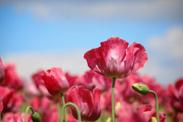 rosa bl&uuml;hende Mohnblumen