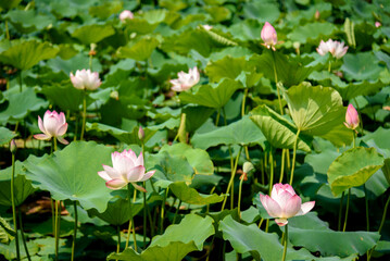 Lotus flowers are in full bloom in the lotus pond in summer.

