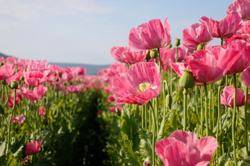 rosa blühende Mohnblumen