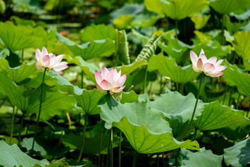 Lotus flowers are in full bloom in the lotus pond in summer.


