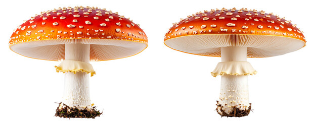  Agaric Mushrooms Emerging Amidst Fallen Autumn Leaves, Natural Setting Transparent Background PNG