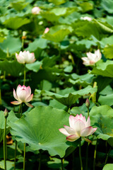 Lotus flowers are in full bloom in the lotus pond in summer.

