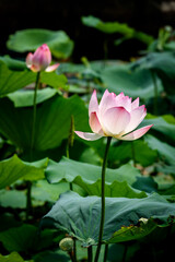 Lotus flowers are in full bloom in the lotus pond in summer.

