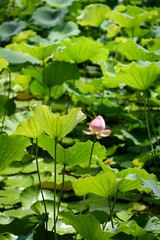 Lotus flowers are in full bloom in the lotus pond in summer.

