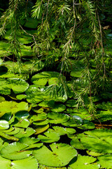The green lotus leaves and pine leaves in the lotus pond in summer.







