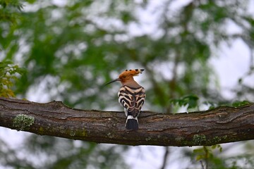 Common hoopoe on a branch © Bhutan Japan Nature
