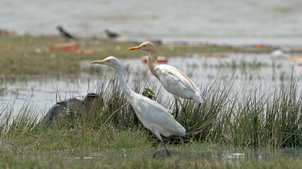 Egrets